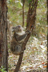 Freilebender Koala in Australien