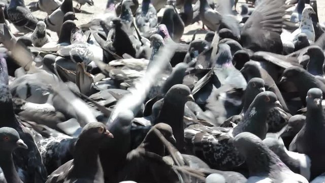 a child runs among the pigeons in the town square