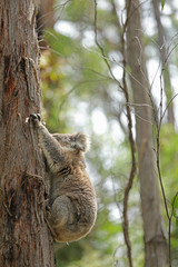 Freilebender Koala in Australien