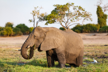 Fototapeta na wymiar elephant in chobe river