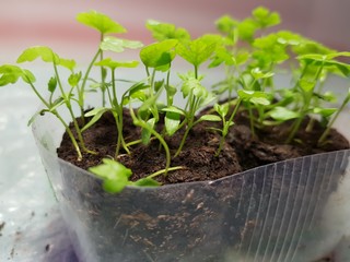 Seedlings - very beautiful celery seedlings in a pot