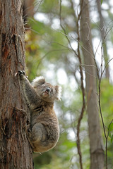 Freilebender Koala in Australien