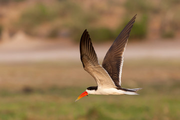 skimmer with fish