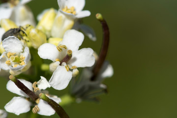 Blüte