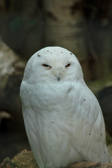 portrait of an eurasian eagle owl