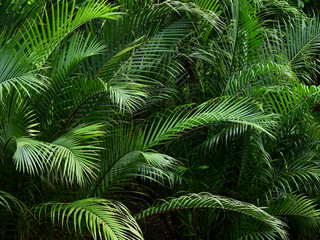 Fototapeta na wymiar green palm leaf in garden