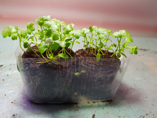 Seedlings - very beautiful celery seedlings in a pot