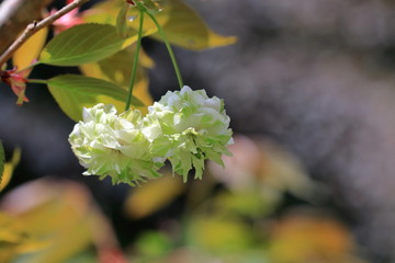 緑色の桜　御衣黄桜
