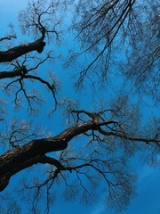Beautiful trees in the Park against the sky
