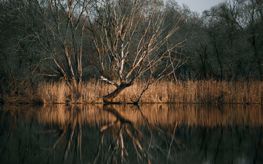reflection of trees in a forest lake, evening in nature, spring