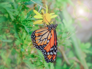 Fototapeta premium butterfly on flower