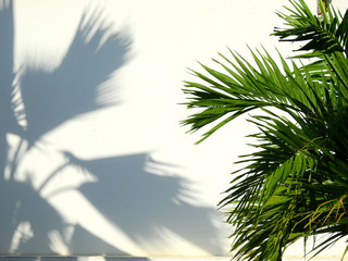green palm leaf with shadow on white wall background