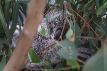 Ein Koala schläft in einem Eukalyptusbaum