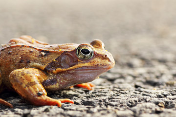 agile frog close up