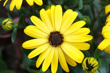Flower contrast