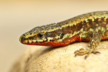 beautiful Podarcis muralis male closeup