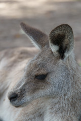 Ein Känguru im Portrait