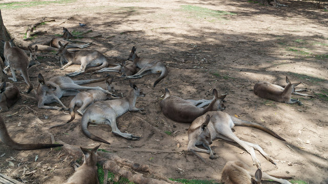 Eine Herde K&auml;nguurs in Australien ruht sich aus