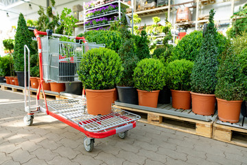 shopping at garden plants store buxus on cart