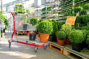 shopping cart with plants at ornamental garden plants store
