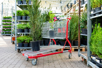 Fototapeta na wymiar buying decorative plants at garden supermarket