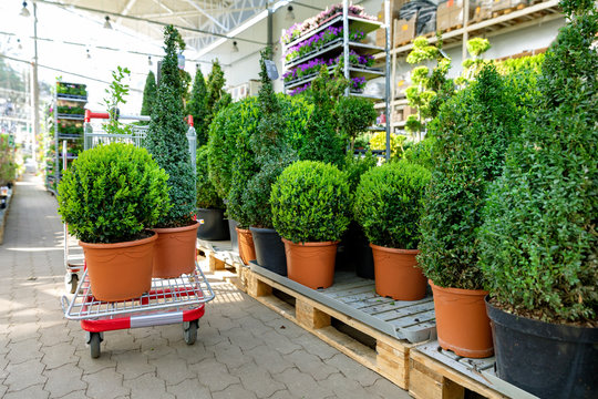 choosing ornamental plants at garden center