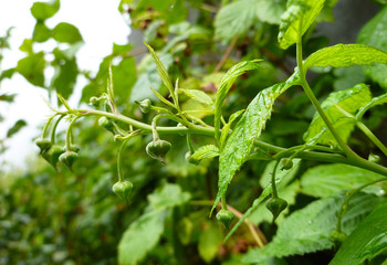 Raspberry buds, green strawberry plant ready to bloom in the garden