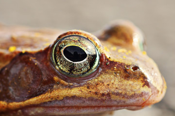 closeup of Rana dalmatina