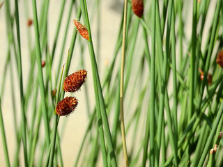 flower of Lepironia articalata plant in the lake