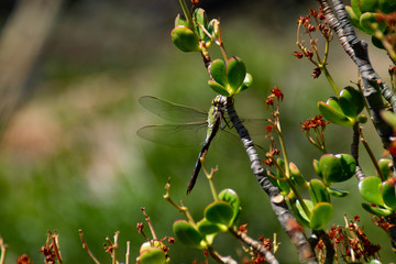 Pausing dragonfly
