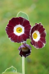 Primula auricula flower