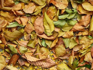 pile of dry autumn leaf on floor in garden