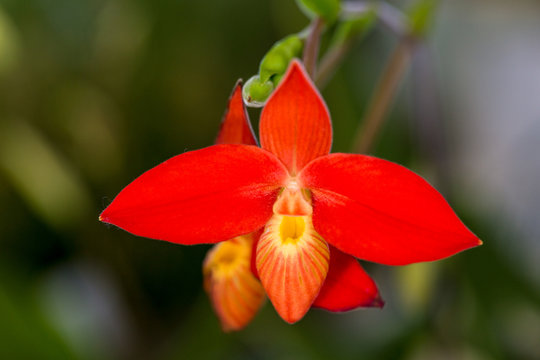 Orchid (phragmipedium) in an exhibition greenhouse