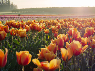 field of red and yellow tulips