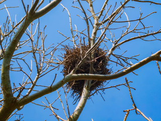 bird nest on a tree