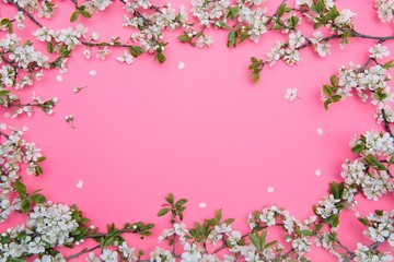 Naklejka na ściany i meble photo of spring white cherry blossom tree on pink background. View from above, flat lay, copy space. Spring and summer background.