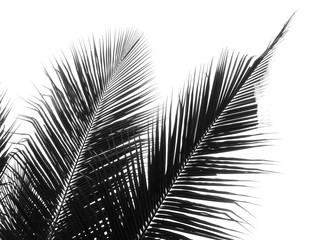 beautiful coconut leaf on white background
