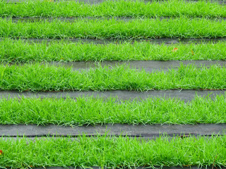 wood board of pavement on grass lawn in garden