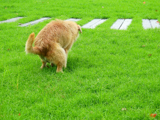 Naklejka na ściany i meble dog feces on green grass lawn in garden