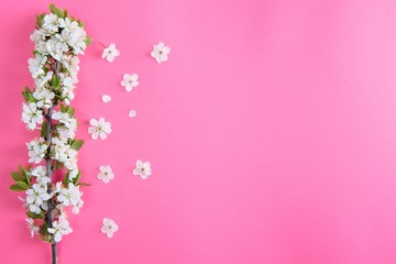 Fototapeta premium photo of spring white cherry blossom tree on pastel pink background. View from above, flat lay