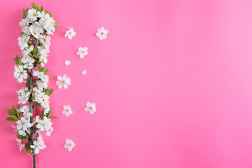 photo of spring white cherry blossom tree on pastel pink background. View from above, flat lay