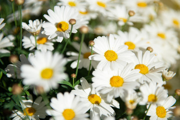 Chamomile blooming flowers. Daisies meadow. Beauty in spring nature.