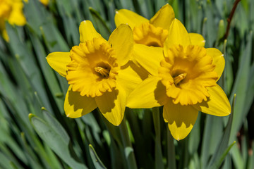 Yellow Daffodils