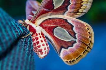 butterfly, Argentina moth, cecropia moths.