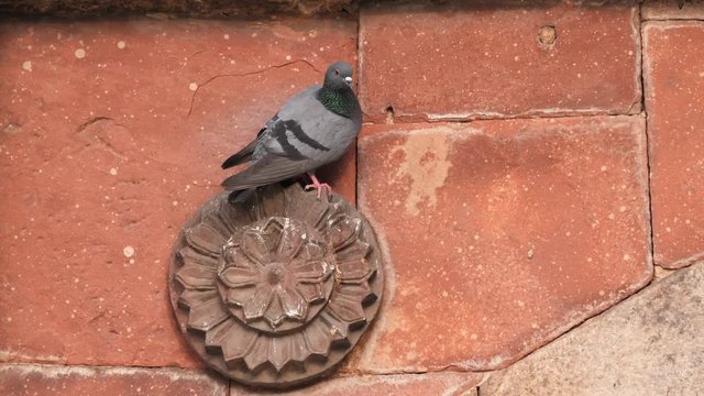 4K 60p shot of a pigeon perching on a wall of bara gumbad at lodhi gardens in new delhi, india