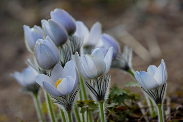 Obraz premium Pulsatilla patens, a rare and protected flower blooming only in the middle of southern Finlands forests and only in certain area