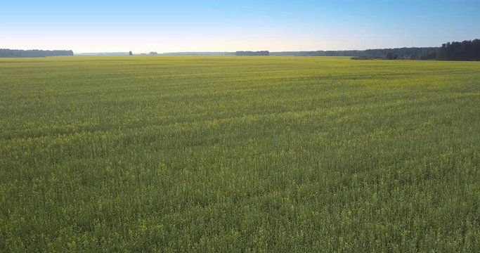 pictorial upper flight over blooming yellow rape field against distant forest under bright blue sky 