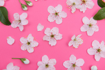 cherry flowers on the pink background. spring background