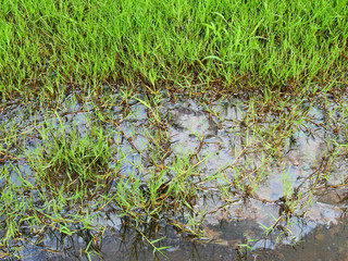 Oil stain on flooded lawn