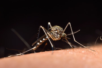 血を吸う蚊